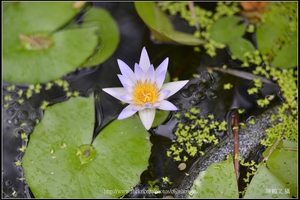 荷花花朵正面拍攝_台北植物園_Schneider TV-Xenon 100mm F2 & Nikon D800.jpg