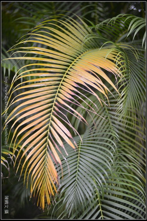 黃椰子的葉片_台北植物園_Schneider TV-Xenon 100mm F2 & Nikon D800.jpg