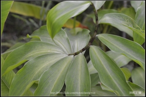 螺旋排列的葉片_台北植物園_Schneider TV-Xenon 100mm F2 & Nikon D800.jpg