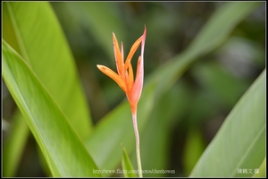 小紅鳥_03_台北植物園_Schneider TV-Xenon 100mm F2 & Nikon D800.jpg