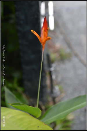 小紅鳥_01_台北植物園_Schneider TV-Xenon 100mm F2 & Nikon D800.jpg