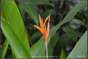 小紅鳥_02_台北植物園_Schneider TV-Xenon 100mm F2 & Nikon D800.jpg