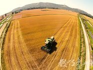 金門 金沙 小麥田