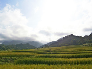 聖山下的海稻米