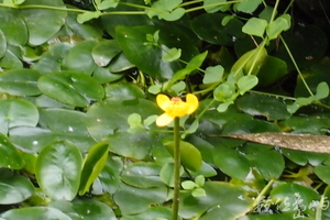 20150304拍攝於馬太鞍濕地文化館027