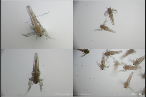 豐年蝦四張合一圖