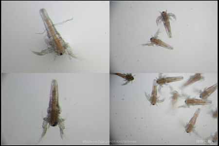 吳郭魚、日本青鱂魚、豐年蝦