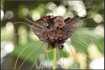 蝙蝠花(老虎鬚)_第一株_01