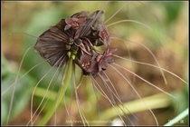 蝙蝠花(老虎鬚)_第二株_03