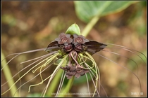 蝙蝠花(老虎鬚)_第三株_01
