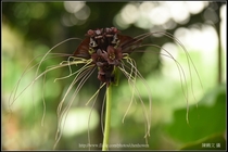 蝙蝠花(老虎鬚)_第四株_01