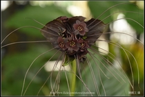 蝙蝠花_光圈測試_F4