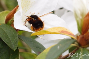 20150306拍攝於知本森林遊樂區008