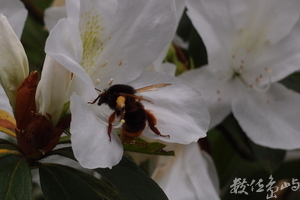 20150306拍攝於知本森林遊樂區007