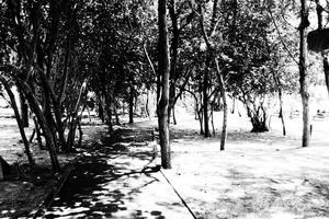 20150601拍攝於隘門沙灘004