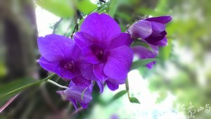 20151021拍攝於美濃003