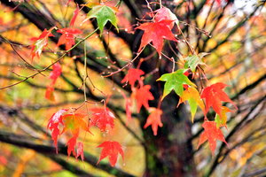 雨後「楓」情畫