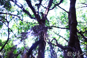 <雨後晴光> Jian Ching 攝