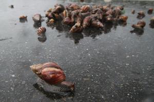 島‧雨--蝸牛群
