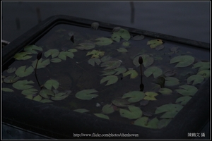 睡蓮水池_偏光鏡CPL_轉90度