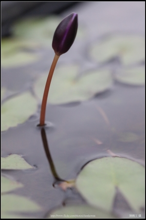睡蓮花朵_02