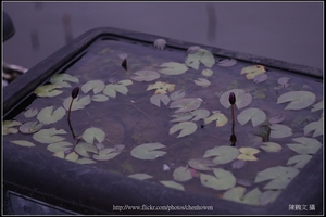 睡蓮水池_偏光鏡CPL_轉0度