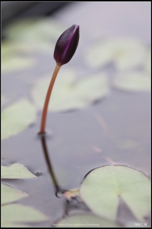 睡蓮花朵_03