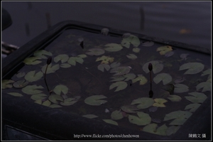 睡蓮水池_偏光鏡CPL_轉45度