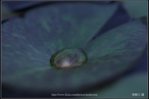 睡蓮葉上的水滴_02