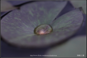 睡蓮葉上的水滴_01