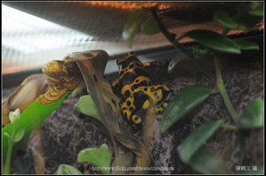 黃帶箭毒蛙_02
