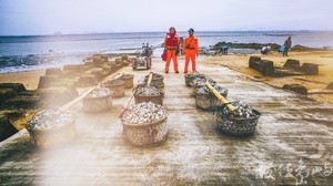 20180415金門金寧小麥石蚵節北山蚵田海提千人剖蚵活動