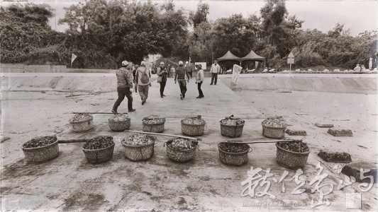 20180415金門金寧小麥石蚵節北山蚵田海提千人剖蚵活動
