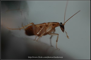 01_蟑螂雄兵_棕帶蜚蠊_2010.0929_Sep