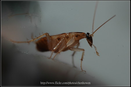 Nikon AF-D 60mm F2.8 Micro