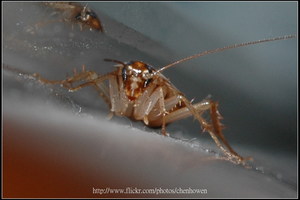 64-02_中央裁切+補點到150萬畫素_64-02_棕帶蜚蠊_2010.0929_Sep