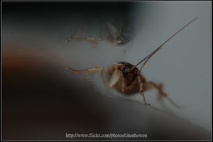 68_棕帶蜚蠊_鞭狀觸角特寫-01_2010.0929_Sep