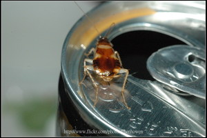 77_母棕帶蜚蠊_爬到易開罐的拉環開口_2010.0922_Sep