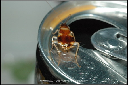 日本 Nikon 尼康 鏡頭 攝影集