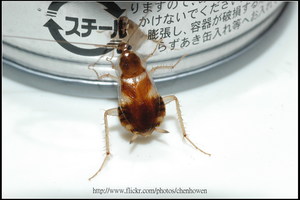 75_母棕帶蜚蠊_開始攀爬咖啡罐_2010.0922_Sep