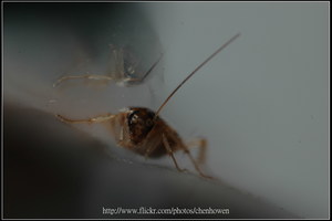 74_棕帶蜚蠊_頭部特寫_2010.0929_Sep