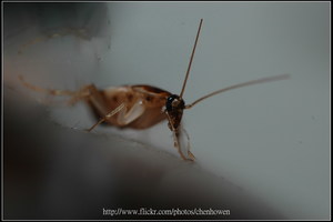 70_棕帶蜚蠊_鞭狀觸角特寫-02_2010.0929_Sep