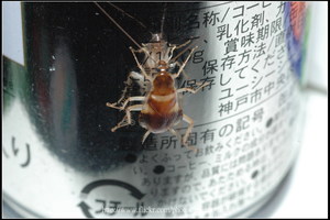 76_母棕帶蜚蠊_罐子表面反射蜚蠊的頭部和胸部和附肢_2010.0922_Sep