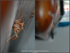 64_構圖美和格放美_64-03_棕帶蜚蠊_2010.0929_Sep