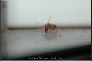 54_棕帶蜚蠊_頭部和鞭狀觸角特寫_2010.0929_Sep