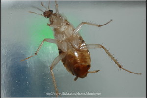 04_棕帶蜚蠊_腹面特寫-01_2010.0929_Sep