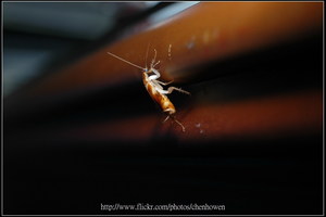 58_棕帶蜚蠊_爬上去_2010.0929_Sep