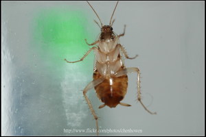 08_棕帶蜚蠊_腹面特寫-04_2010.0929_Sep