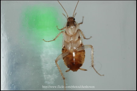 日本 Nikon 尼康 鏡頭 攝影集