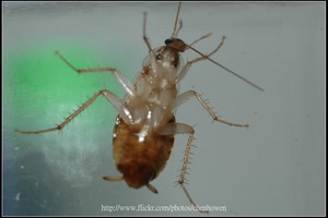 06_棕帶蜚蠊_腹面特寫-02_2010.0929_Sep